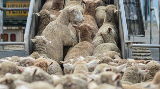 Sheep being herded onto a ship