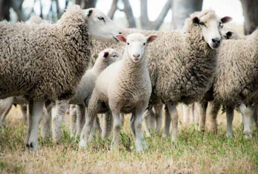 Photo of sheep and lamb