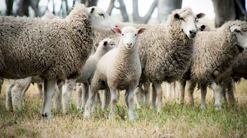 Photo of sheep and lamb
