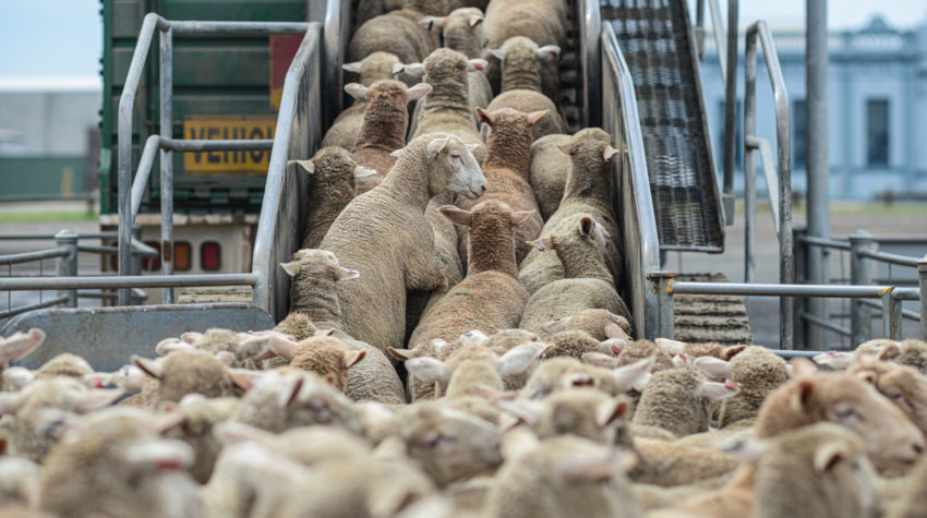 Sheep boarding a long-distance transport ship